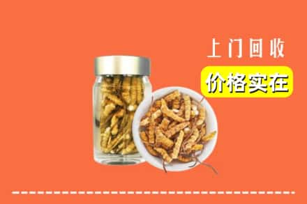 名山区回收散虫草