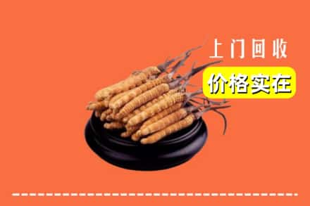 名山区回收冬虫夏草